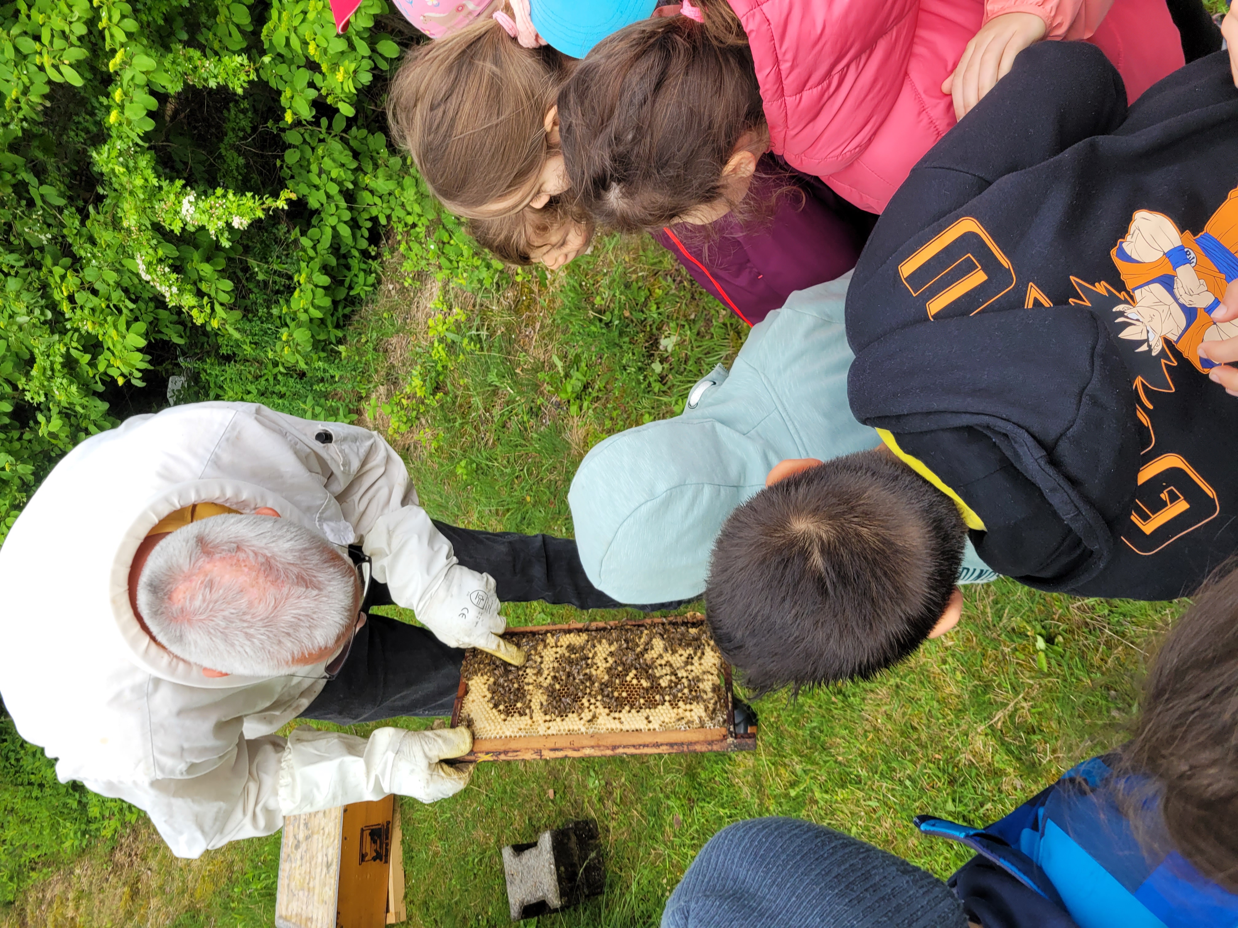 tl_files/fM_k0002/Bilder fuer Klassenhighlights/1. Klasse/Imkerbesuch/1000050375.jpg