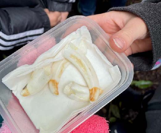 tl_files/fM_k0002/Bilder fuer Klassenhighlights/3. Klasse/Waldausflug der 3.jpg